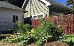 家庭菜園（2015年に撮影）。